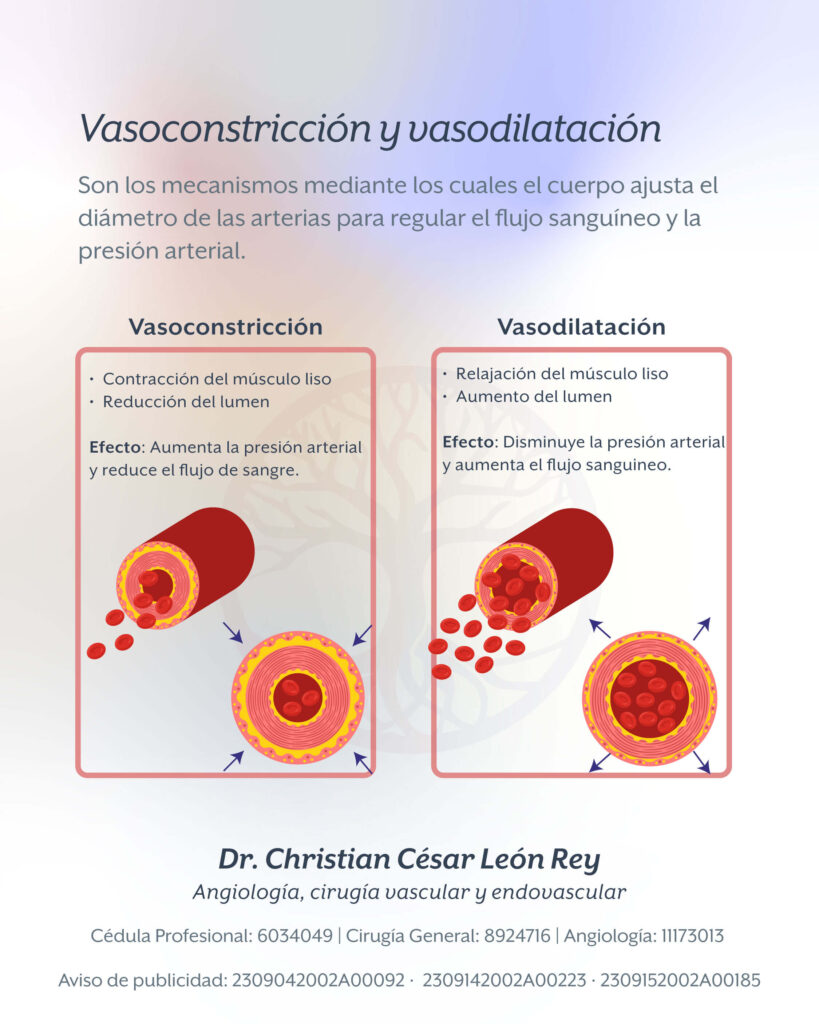 vasoconstriccion vs vasodilatación